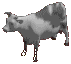 a cow!!!